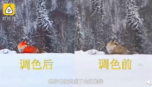 在线视频火狐狸